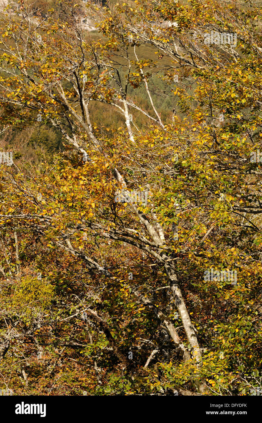 Bella immagine del paesaggio della foresta di faggio rivestito in autunno i colori dell'autunno. Paese basco. Foto Stock