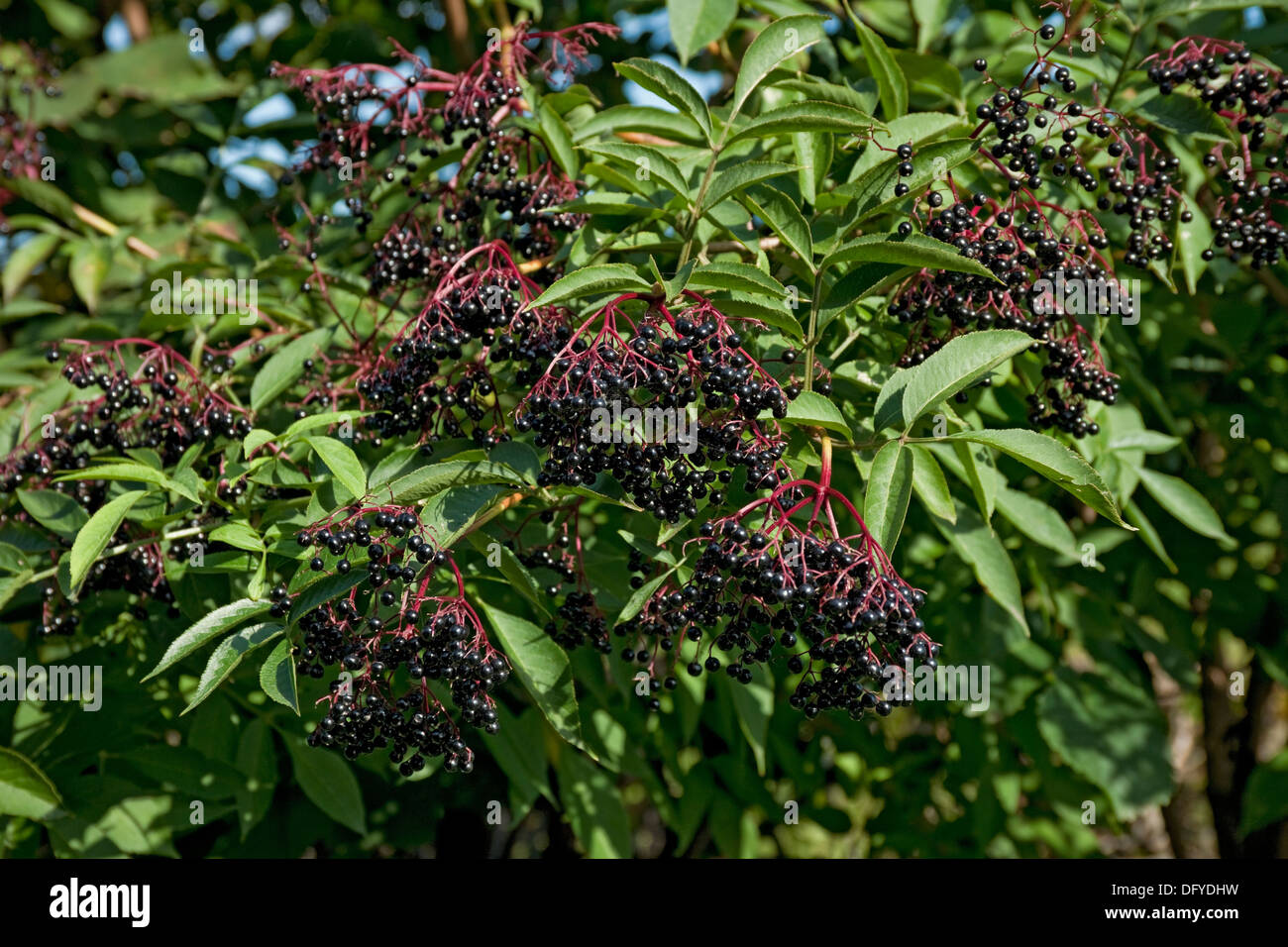 Primo piano di Elderberries maturi frutti di frutta Elderberry (sambucus nigra) in un autunno hedgerow Inghilterra Regno Unito Regno Unito Gran Bretagna Foto Stock