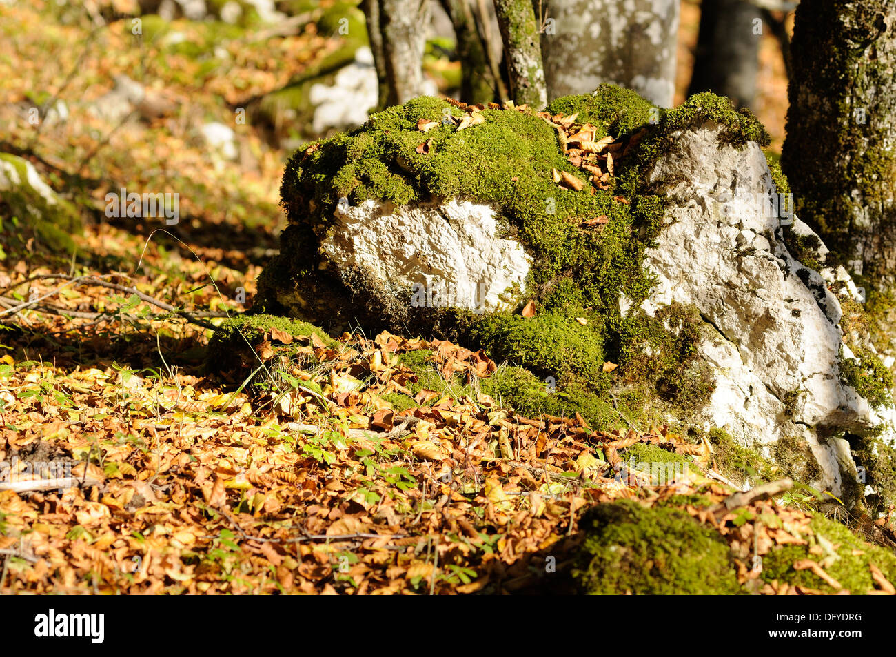 Bella immagine all'interno del bosco di faggio rivestito in autunno i colori dell'autunno. Foto Stock