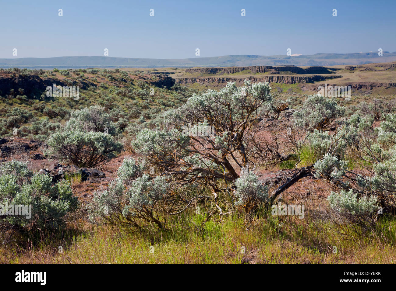 WASHINGTON - La Salvia spazzola in Columbia National Wildlife Refuge da Rana Lago Trail. Foto Stock