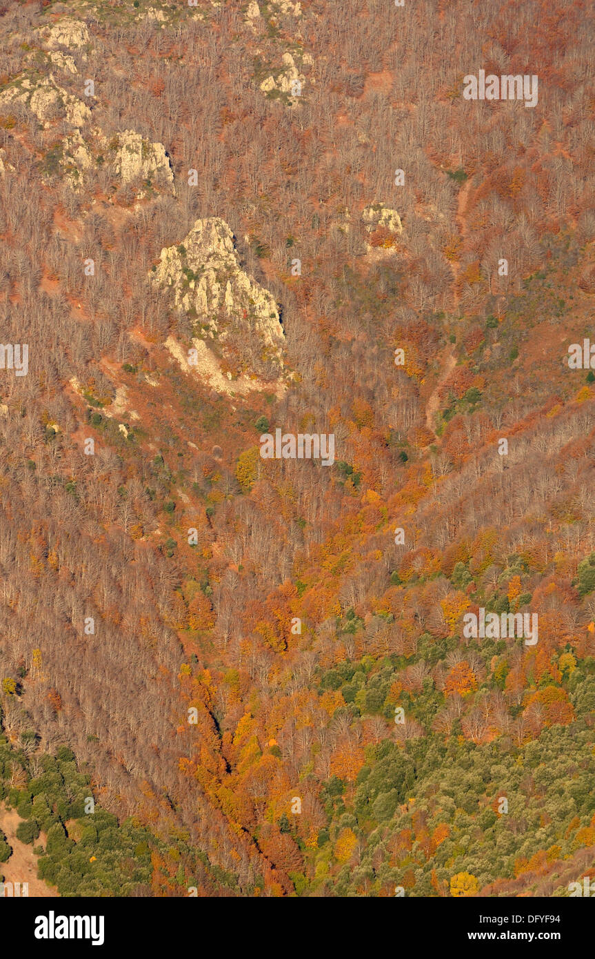 Bella immagine di panorama di bosco in autunno cadono in contrasto i colori verde e arancione e marrone. Foto Stock