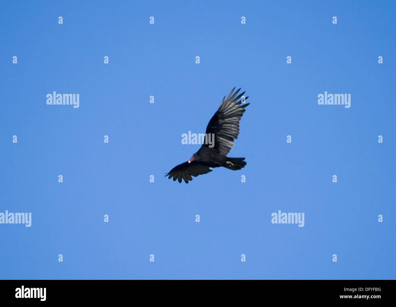 La Turchia avvoltoio, Cathartes aura in volo Foto Stock