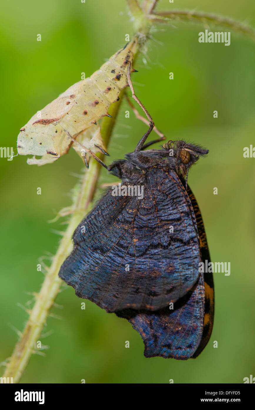 Una nuova schiuse farfalla pavone Foto Stock