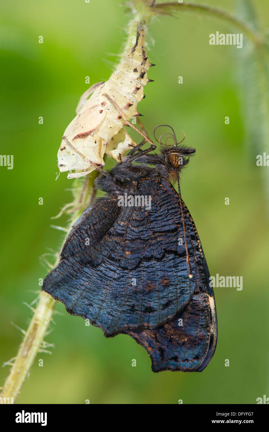 Una nuova schiuse farfalla pavone Foto Stock