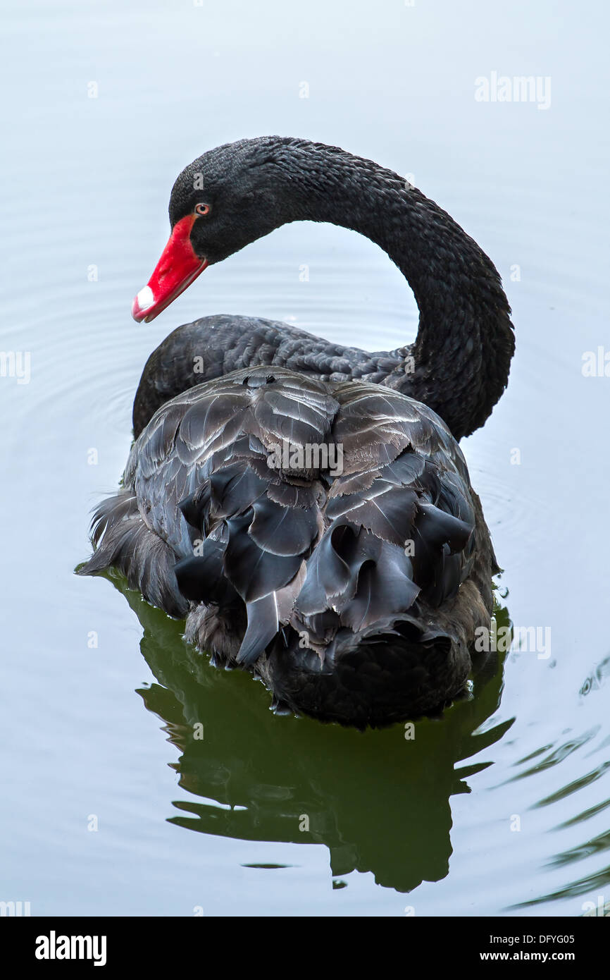 Bellissimo cigno nero in acqua Foto Stock