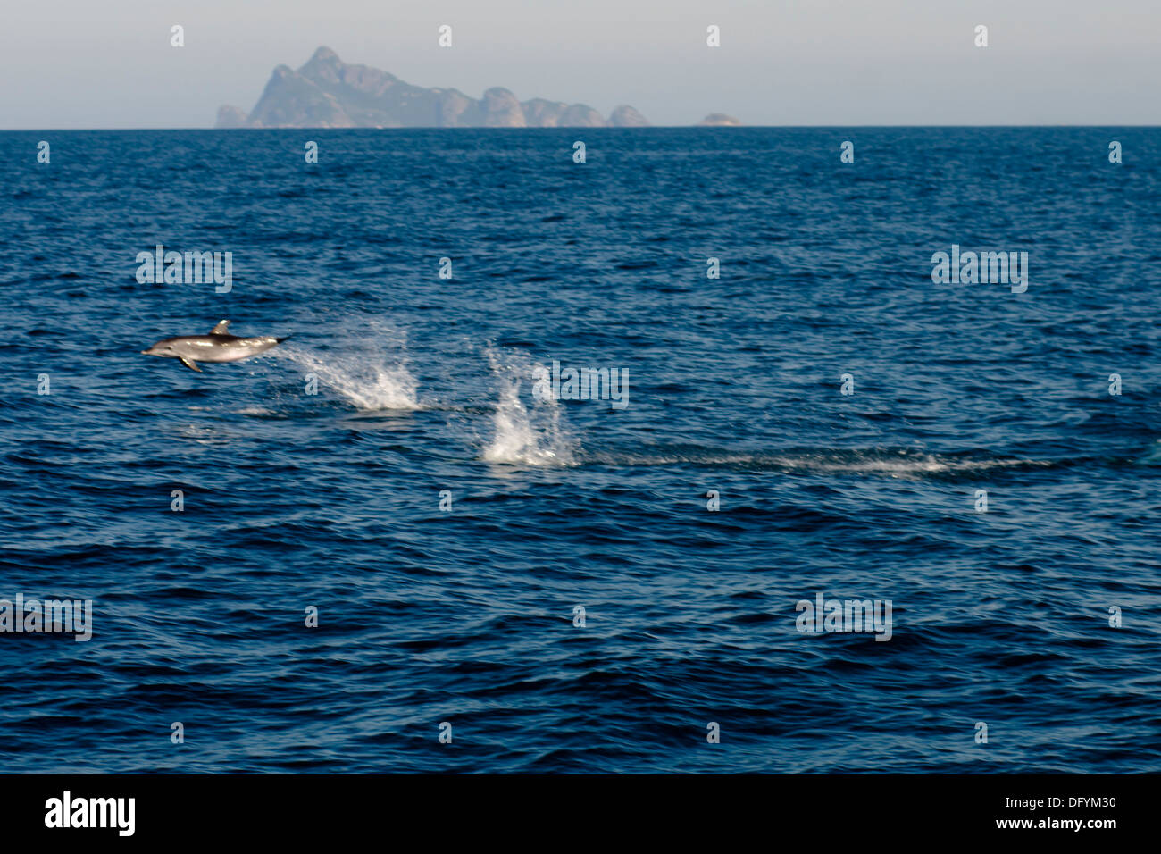 Wild Dolphin jumping all'oceano, con Alcatrazes isola all'orizzonte. Sao Paulo, Brasile Foto Stock