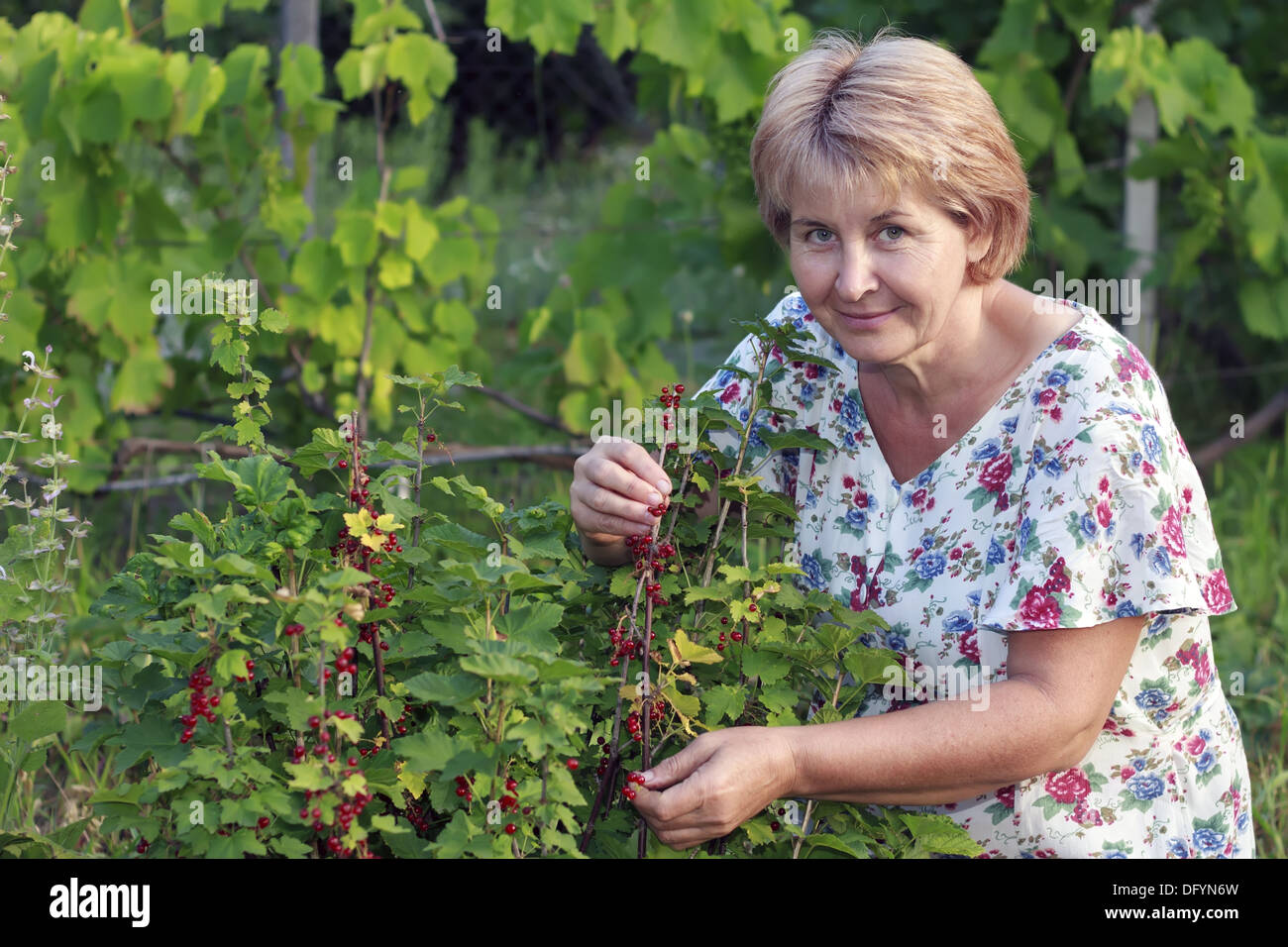 La donna a raccogliere i frutti di bosco da una boccola di ribes rosso. Foto Stock