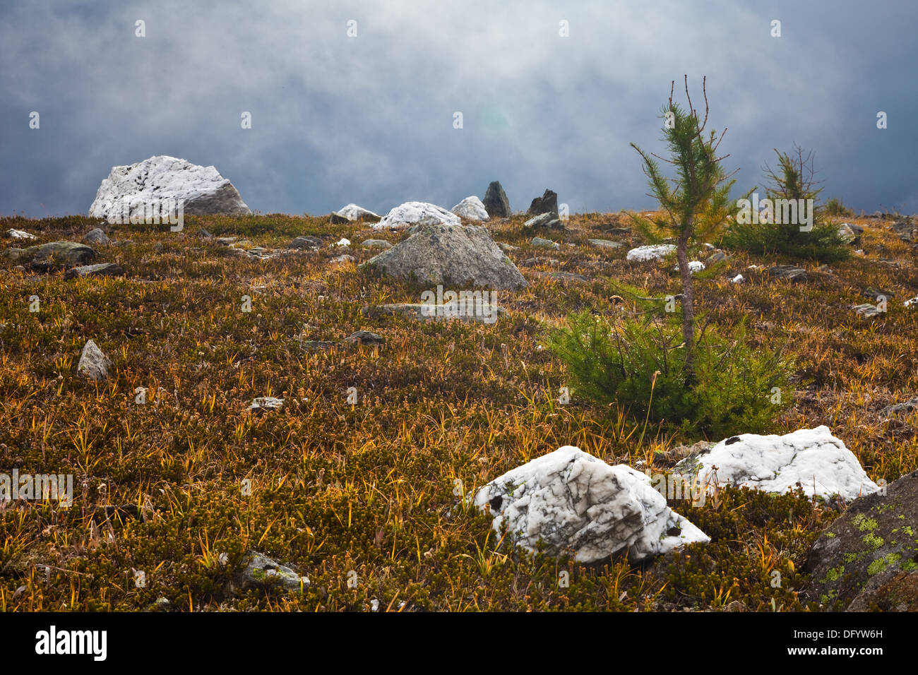 Un prato alpino con cielo tempestoso nel Bugaboo montagne, B.C. Canada Foto Stock