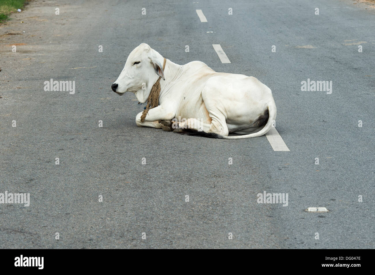 Bos primigenius indicus. Vacca indiana / zebù seduto al centro di una strada. Andhra Pradesh, India Foto Stock