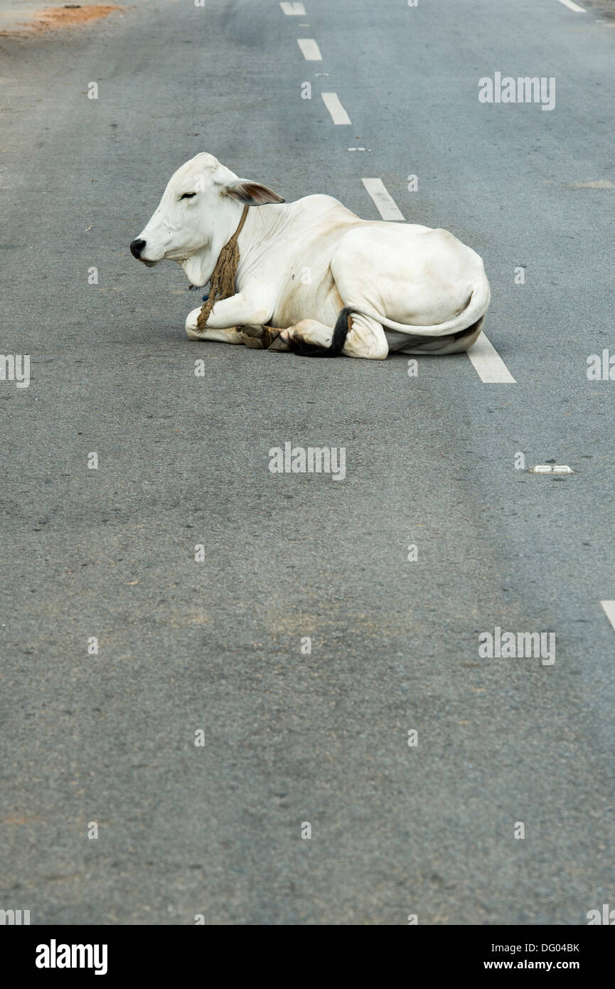 Bos primigenius indicus. Vacca indiana / zebù seduto al centro di una strada. Andhra Pradesh, India Foto Stock