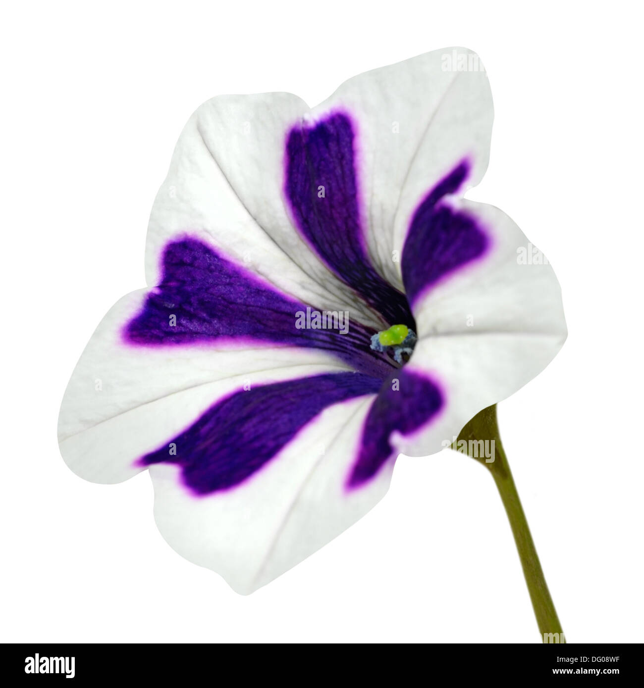 A forma di stella gloria di mattina con fiore bianco e viola strisce. Isolato su sfondo bianco Foto Stock