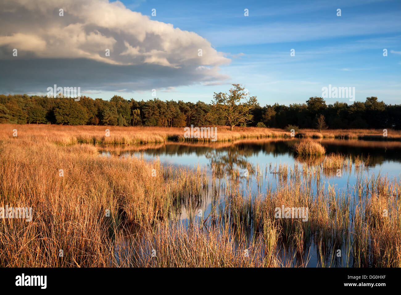 Wild bog lago prima del tramonto, Dwingelderveld, Paesi Bassi Foto Stock