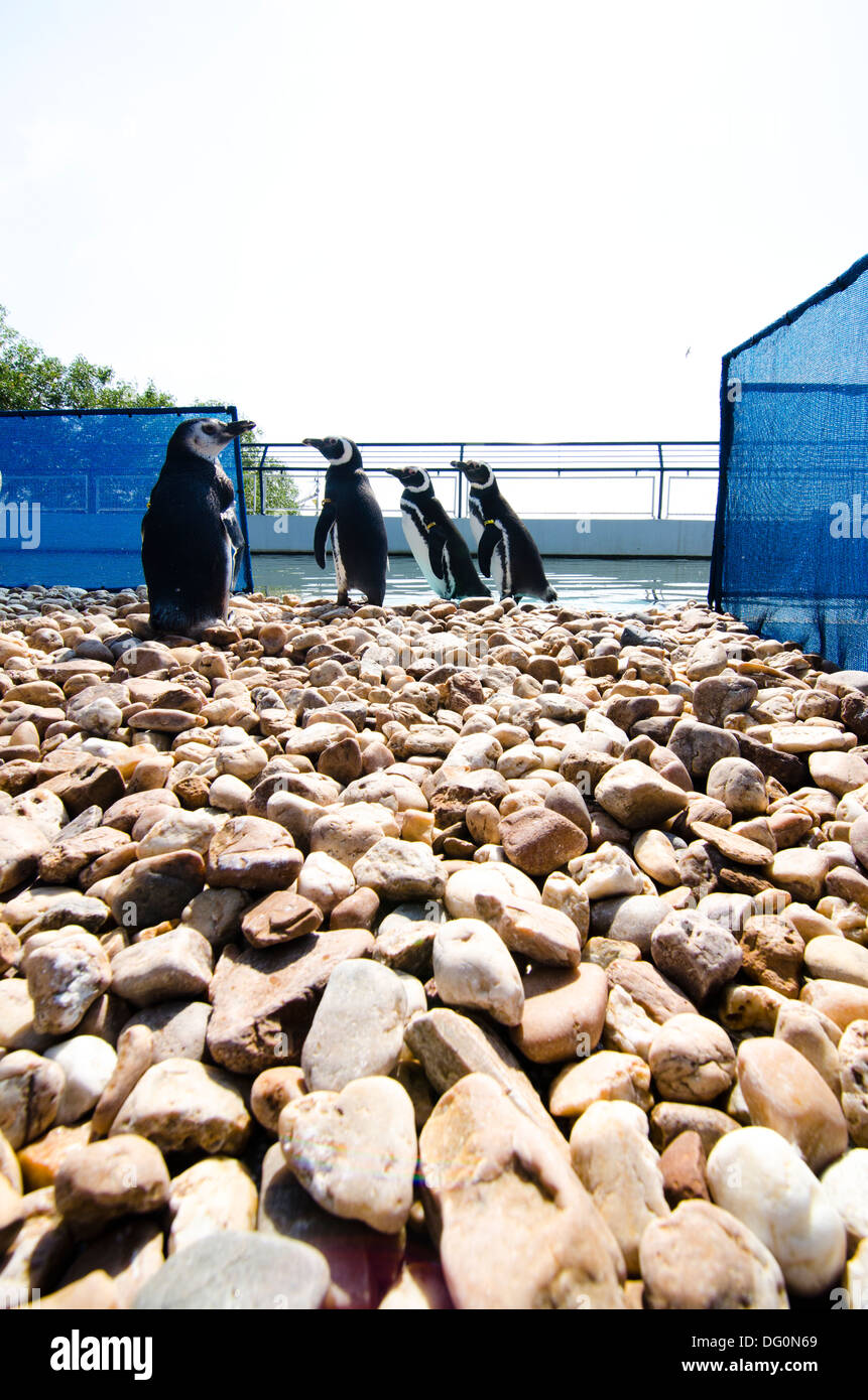 Magelanic pinguini Spheniscus magelanicus in cattività in riabilitazione centro di origine animale. Foto Stock