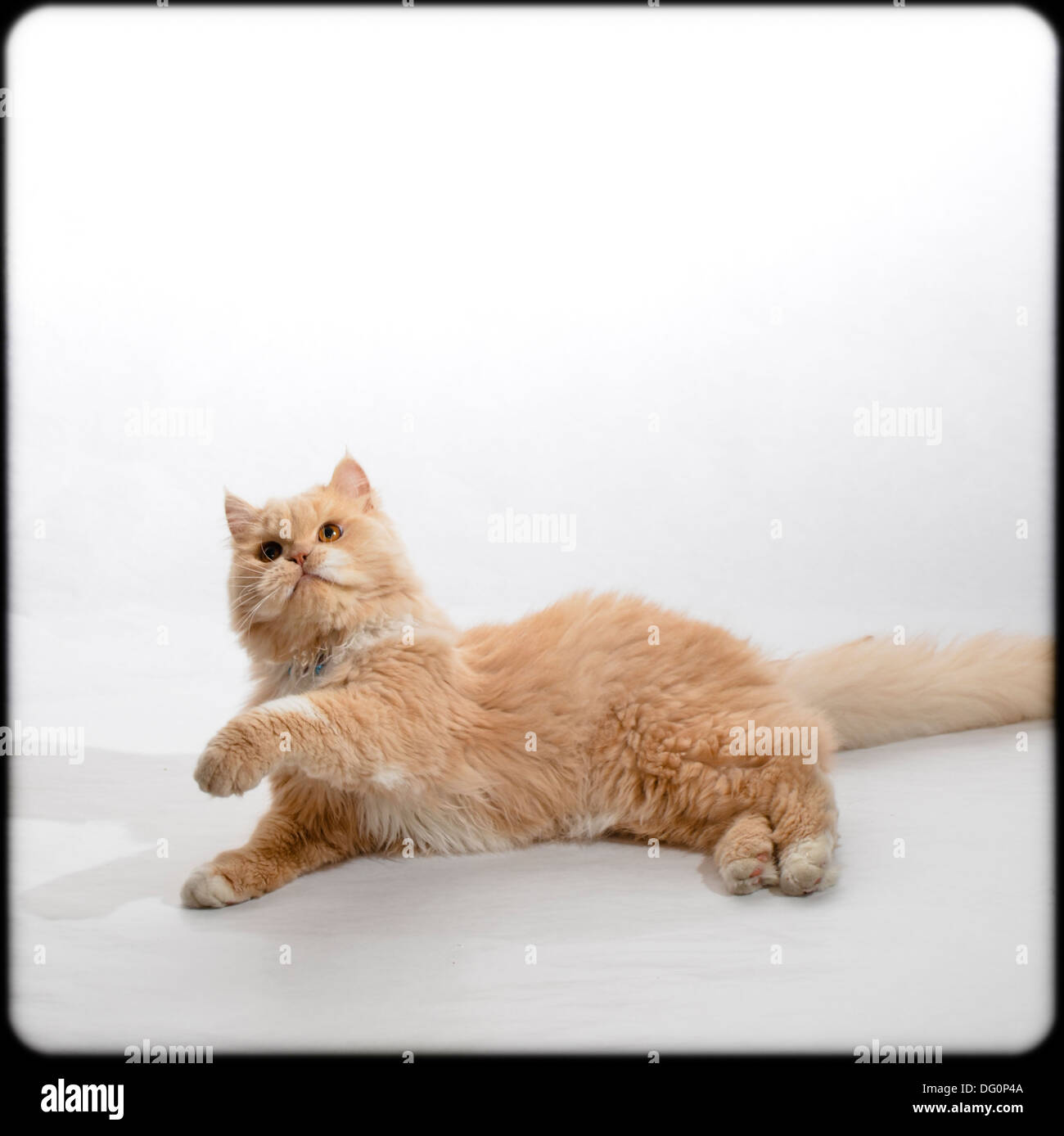 Gatto marrone. Foto Stock