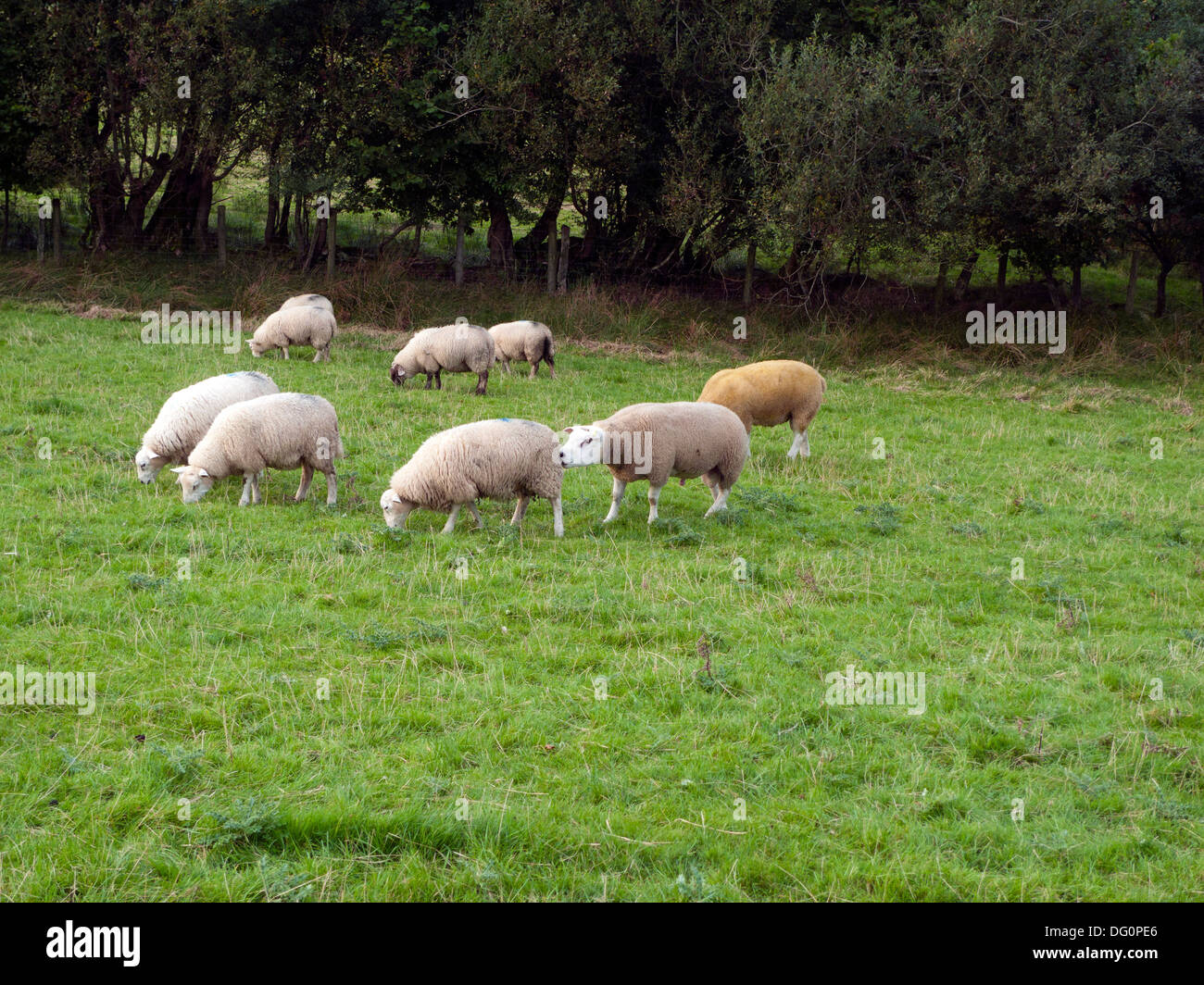 Tupping o accoppiamento stagione quando i Rams sono messi in con le pecore in autunno vicino a Llandovery Carmarthenshire Wales UK KATHY DEWITT Foto Stock