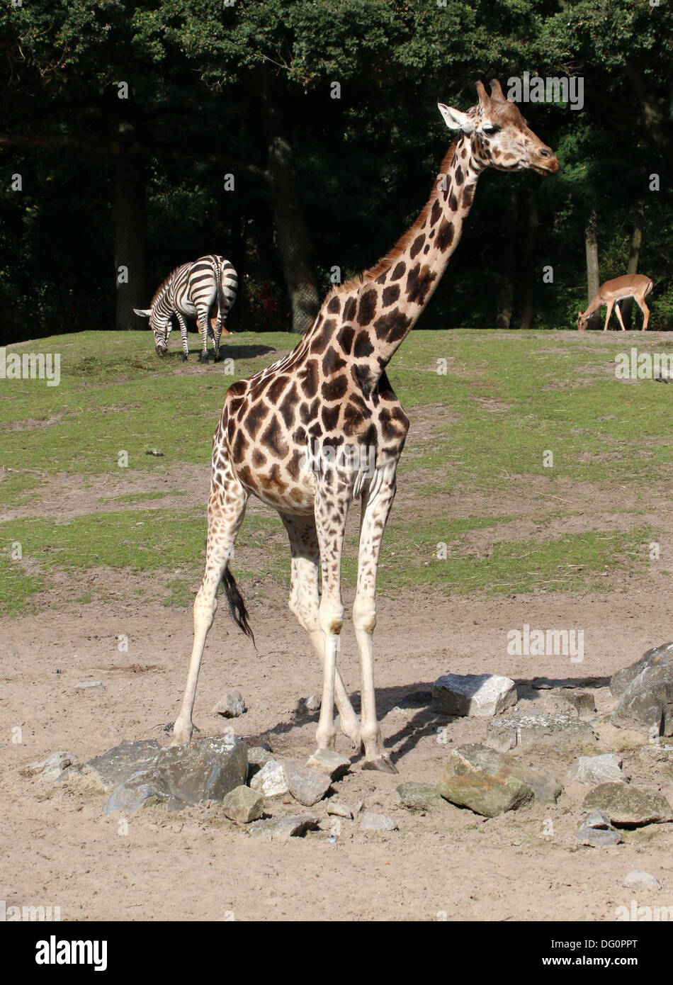 Ritratto di un solitario della Rothschild giraffe a.k.a. Baringo o ugandese (giraffa camelopardalis Giraffa) sulla savana di zoo Emmen Foto Stock