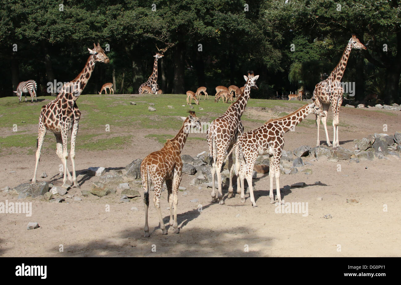 Gruppo di Rothschild il giraffe a.k.a. Baringo o ugandese (giraffa camelopardalis Giraffa) sulla savana di zoo Emmen Foto Stock