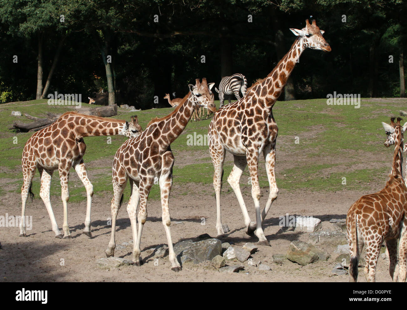 Gruppo di Rothschild il giraffe a.k.a. Baringo o ugandese (giraffa camelopardalis Giraffa) sulla savana di zoo Emmen Foto Stock