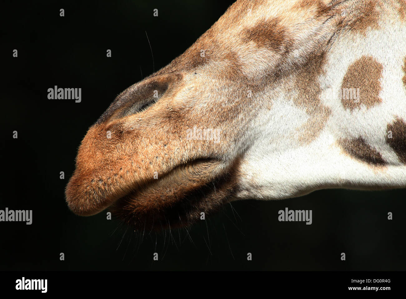 Close-up del mento di un Rothschild la giraffa a.k.a. Baringo o ugandese (giraffa camelopardalis Giraffa) sulla savana di uno zoo Foto Stock