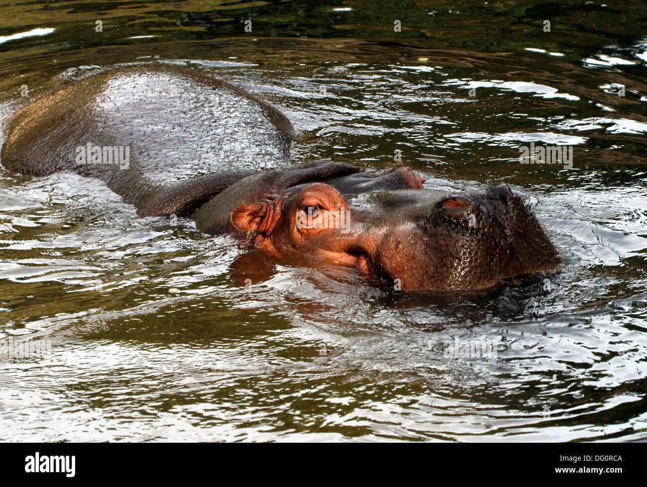 Ippona (Hippopotamus amphibius) close-up della testa durante il nuoto Foto Stock
