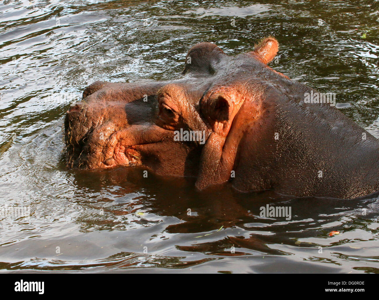 Ippona (Hippopotamus amphibius) close-up di testa, affiorante dall'acqua Foto Stock