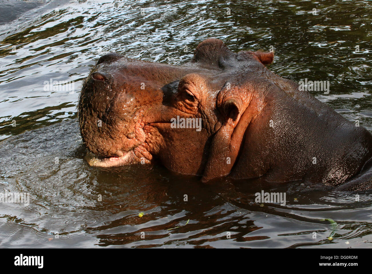 Ippona (Hippopotamus amphibius) close-up, appena spianata Foto Stock