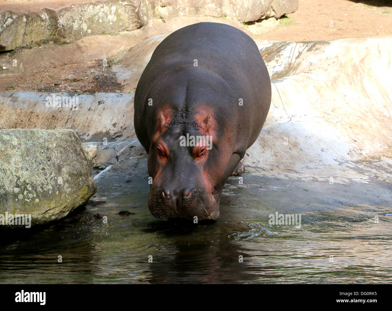 Ippona (Hippopotamus amphibius) close-up, andando in acqua Foto Stock