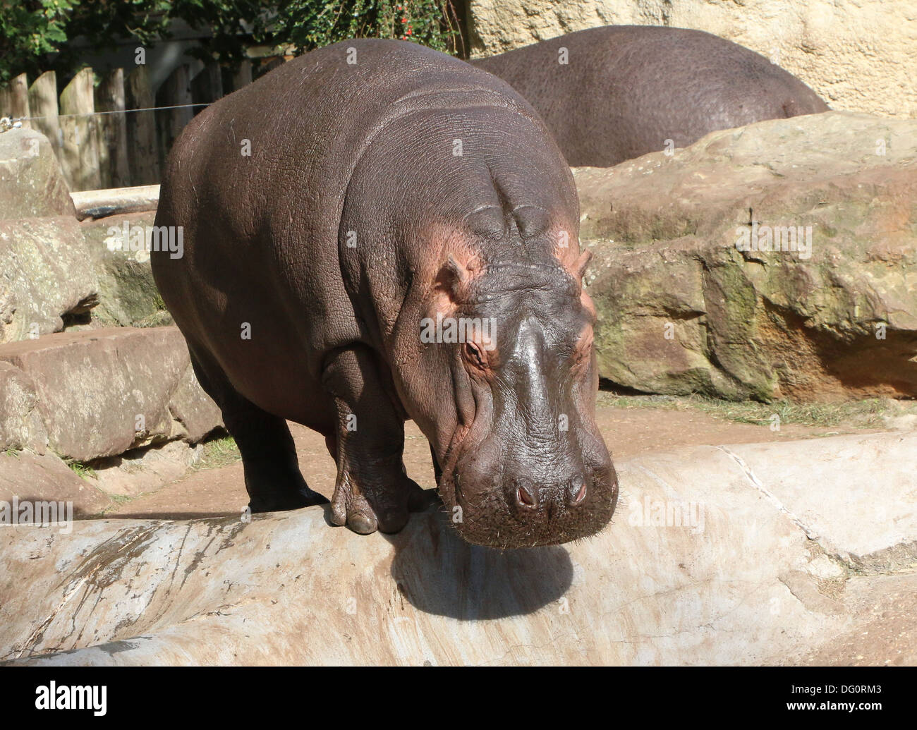 Ippona (Hippopotamus amphibius) close-up Foto Stock