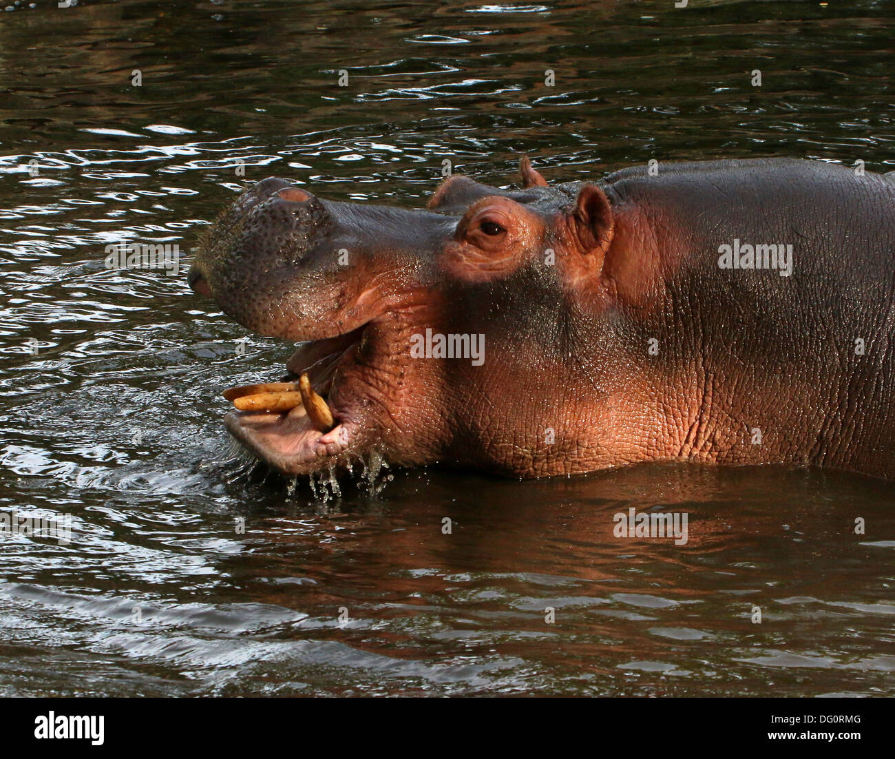 Sorridendo felice Ippona (Hippopotamus amphibius) close-up Foto Stock