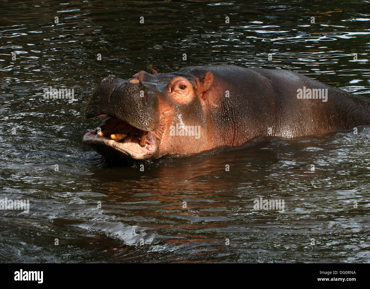 Ippona (Hippopotamus amphibius) close-up, di apertura della bocca Foto Stock