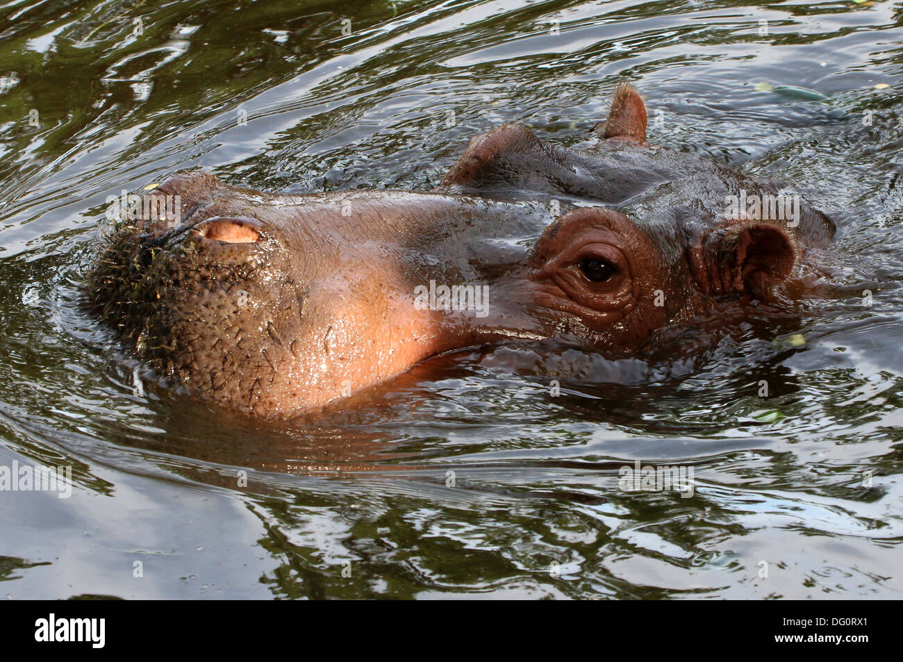 Ippona (Hippopotamus amphibius) close-up durante il nuoto Foto Stock