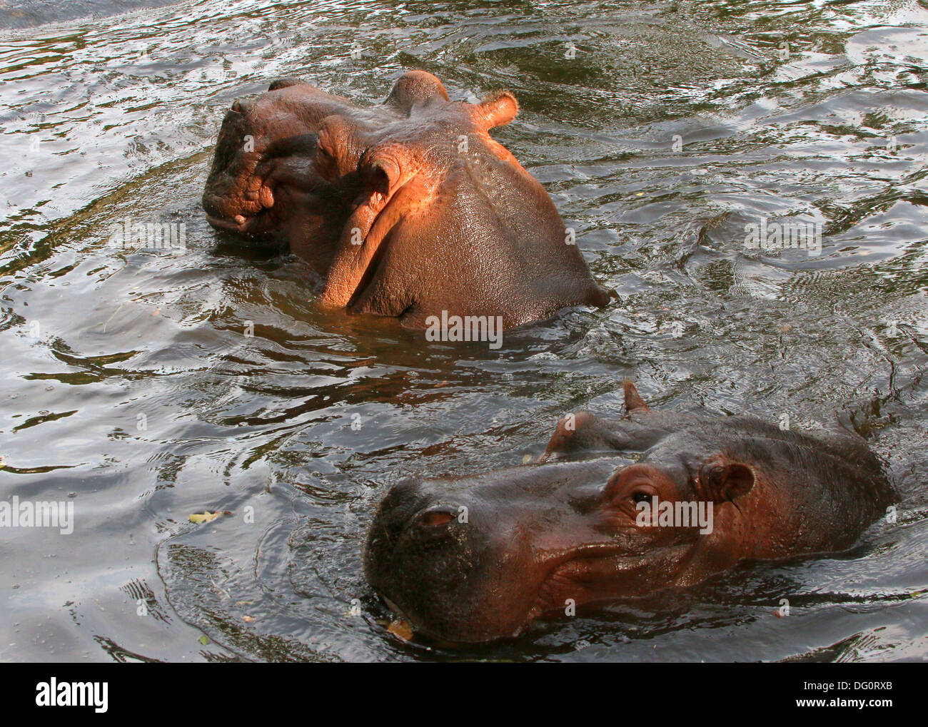 Due Hippos (Hippopotamus amphibius) affiorante durante il nuoto Foto Stock