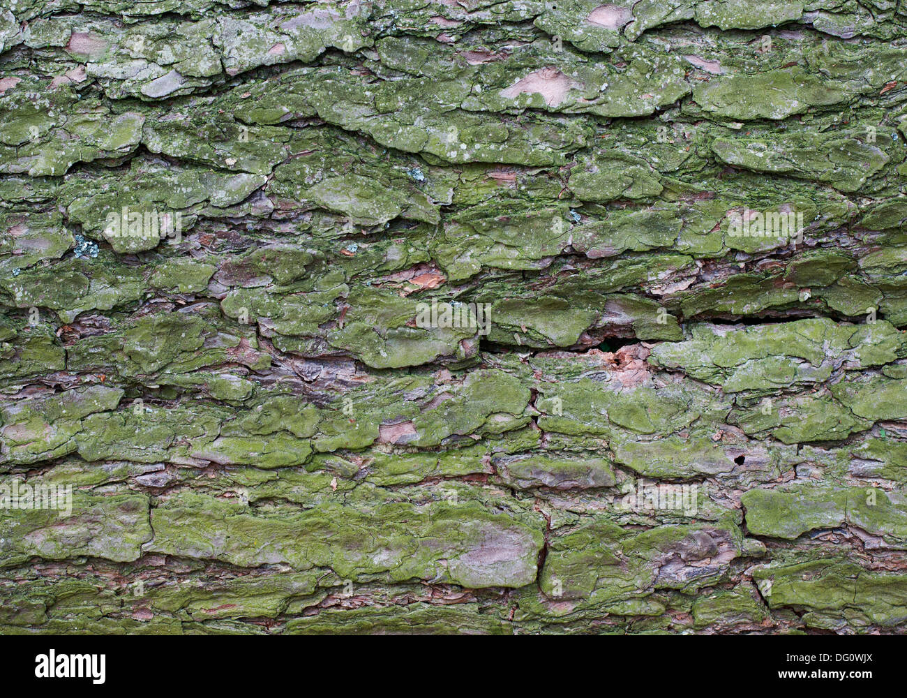 Vecchia corteccia di pino texture Foto Stock