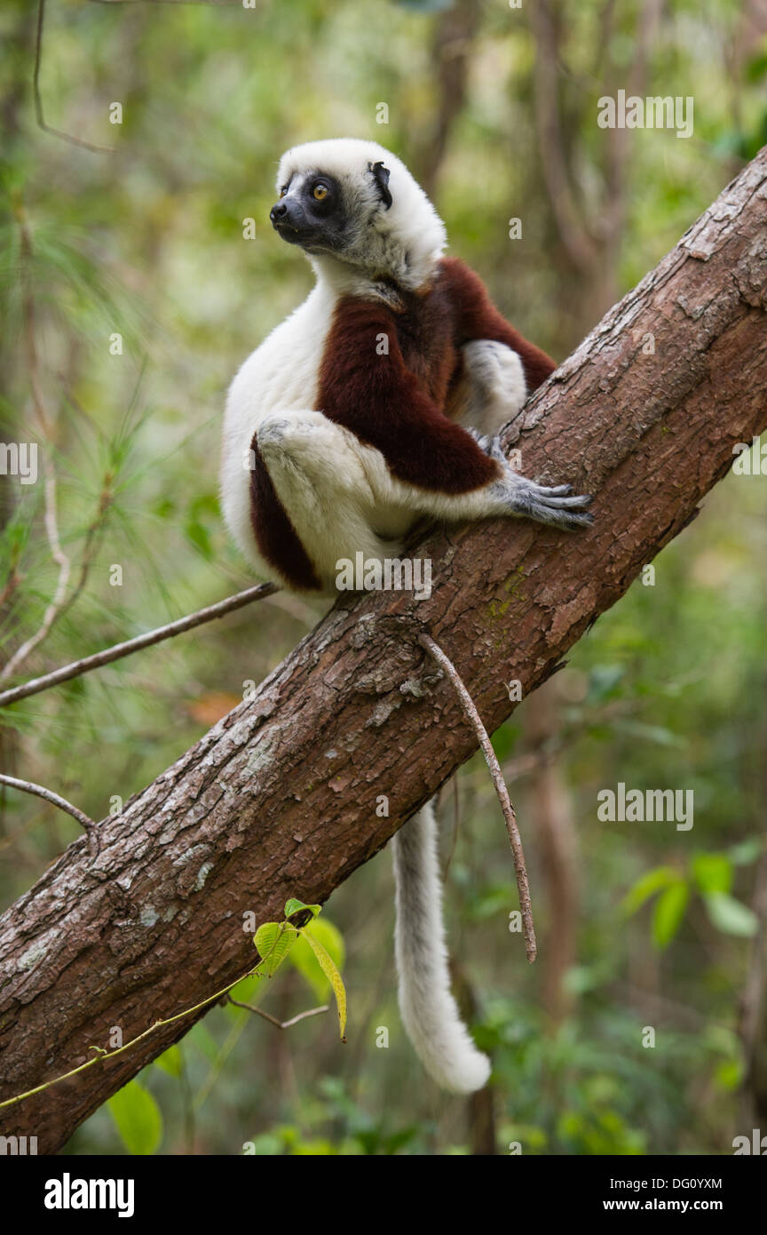 Coquerel il sifaka (Propithecus coquereli), Peyrieras Natura Agriturismo, Madagascar Foto Stock