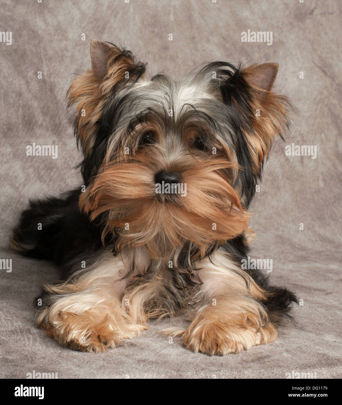 Divertente e shaggy cucciolo di Yorkshire Terrier su sfondo tessili Foto Stock