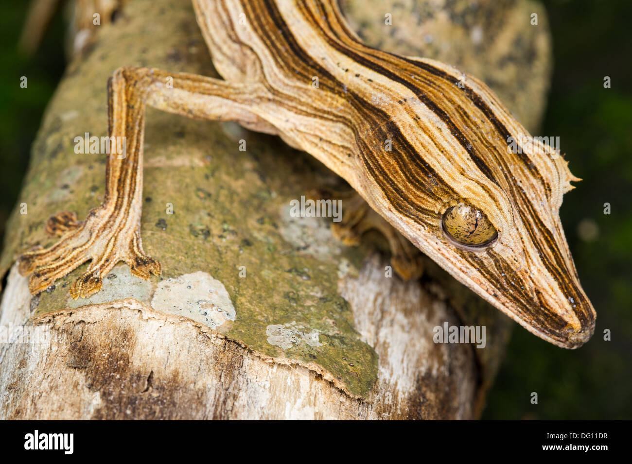 Foglia-tailed geco Uroplatus lineatus, Peyrieras Natura Agriturismo, Madagascar Foto Stock