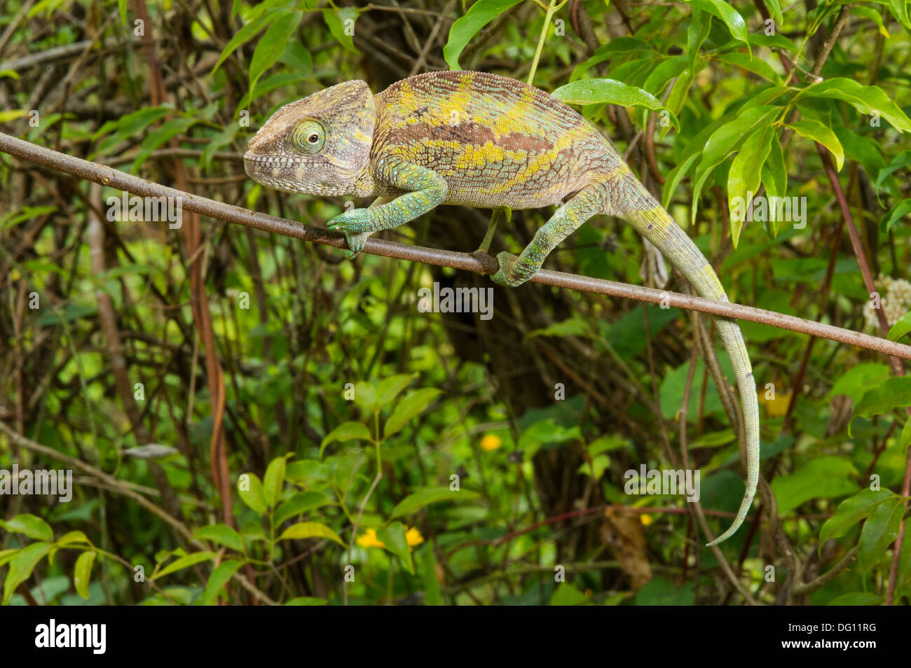 Panther chameleon (Furcifer pardalis), Peyrieras Natura Agriturismo, Madagascar Foto Stock