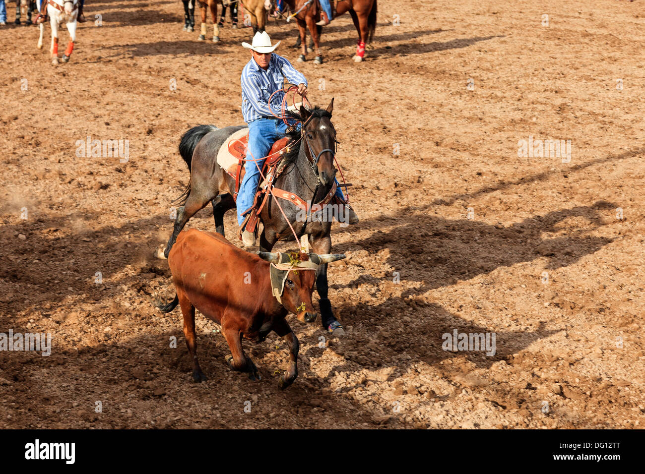 Cowboy a cavallo, roping un giovane sterzare o vitello a Rimrock rodeo, Grand Junction, Colorado, STATI UNITI D'AMERICA Foto Stock