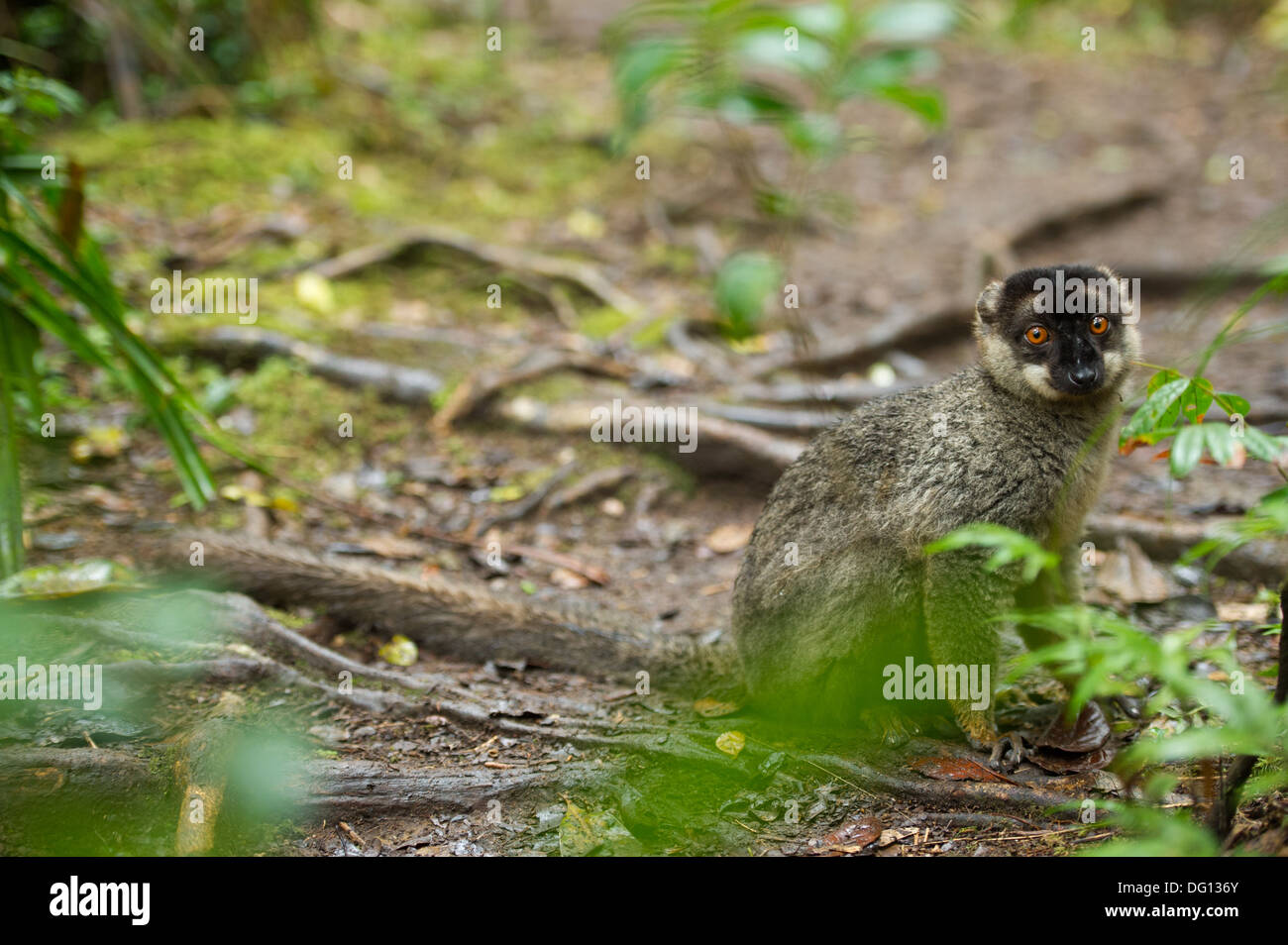 Lemure marrone, il Eulemur fulvus, Analamazaotra speciale riserva Andasibe Mantadia National Park, Madagascar Foto Stock