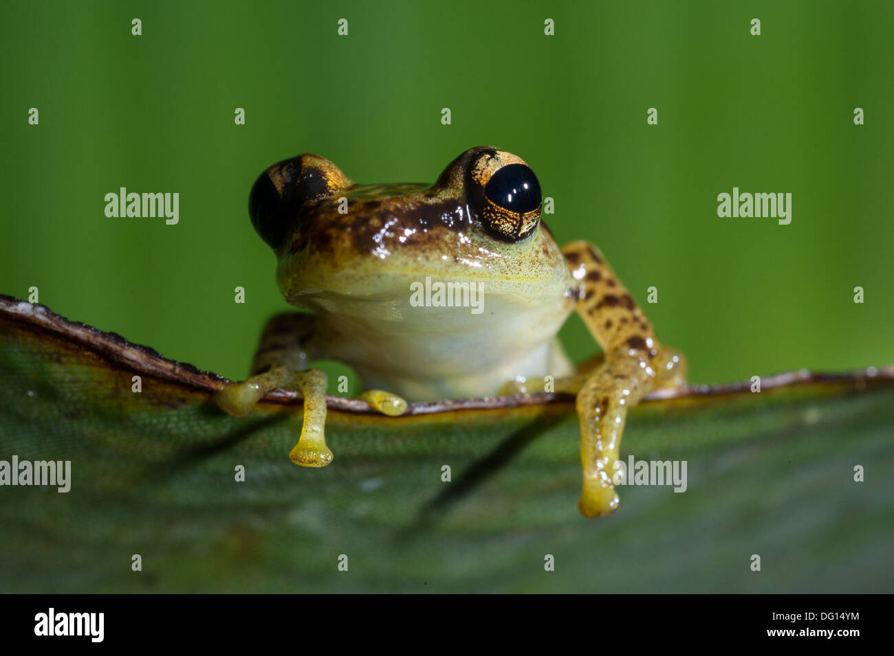 Rana, Boophis sp., Analamazaotra speciale riserva Andasibe Mantadia National Park, Madagascar Foto Stock