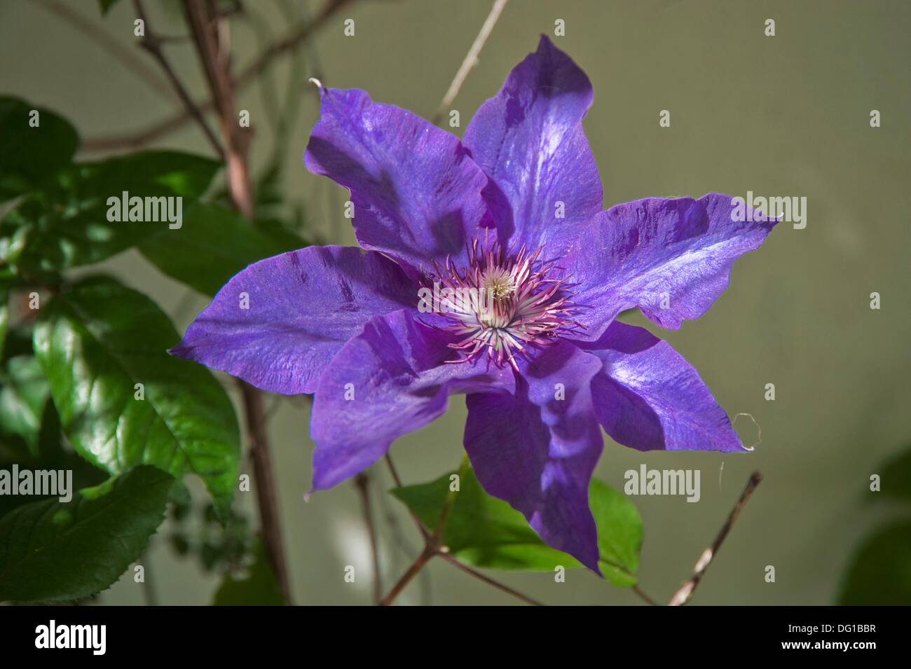 Fiore giardino (Clematis sp.) Foto Stock