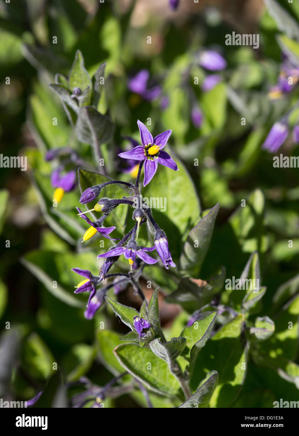 Woody Nightshade o agrodolce crescendo a Chesil Beach Dorset, Giugno 2013 Foto Stock
