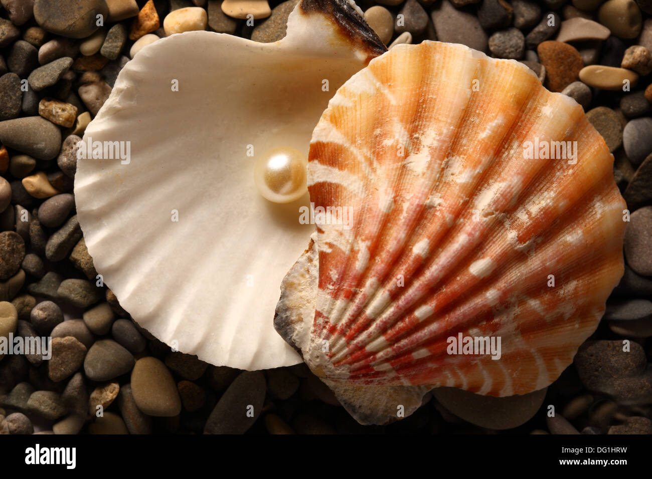 Bianco perla nella conchiglia su ciottoli Foto Stock