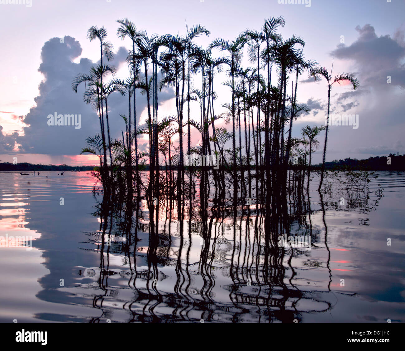 La foresta pluviale amazzonica. Laguna Grande, Parco Nazionale Cuyabeno. Ecuador Foto Stock