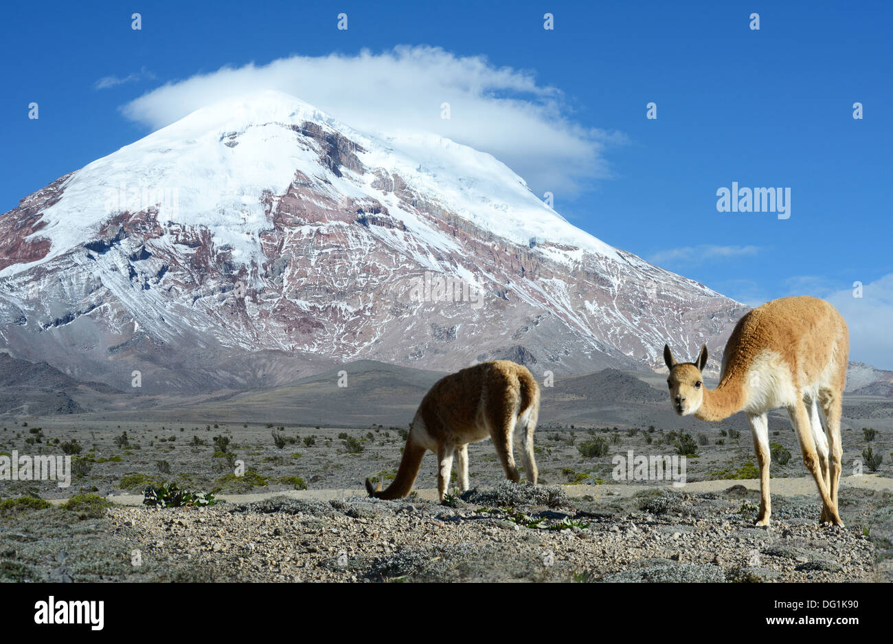 Vicuna vicino Vulcano Chimborazo, Ande. Foto Stock