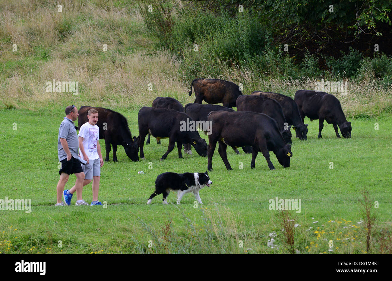 La gente che camminava un cane in un campo con i bovini Foto Stock