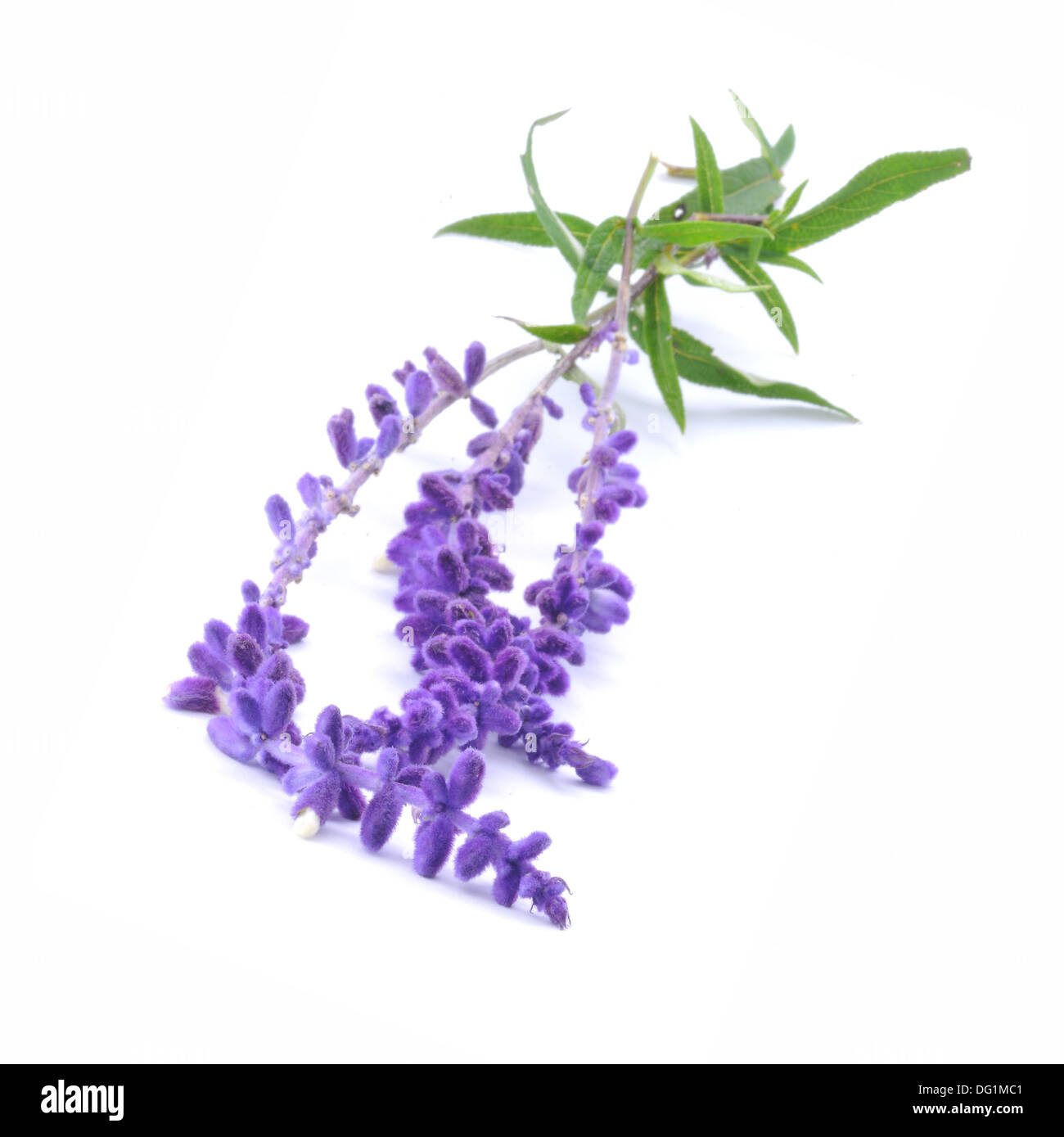 Rametto di salvia, blu di salvia, simile in guarda alla lavanda Foto Stock