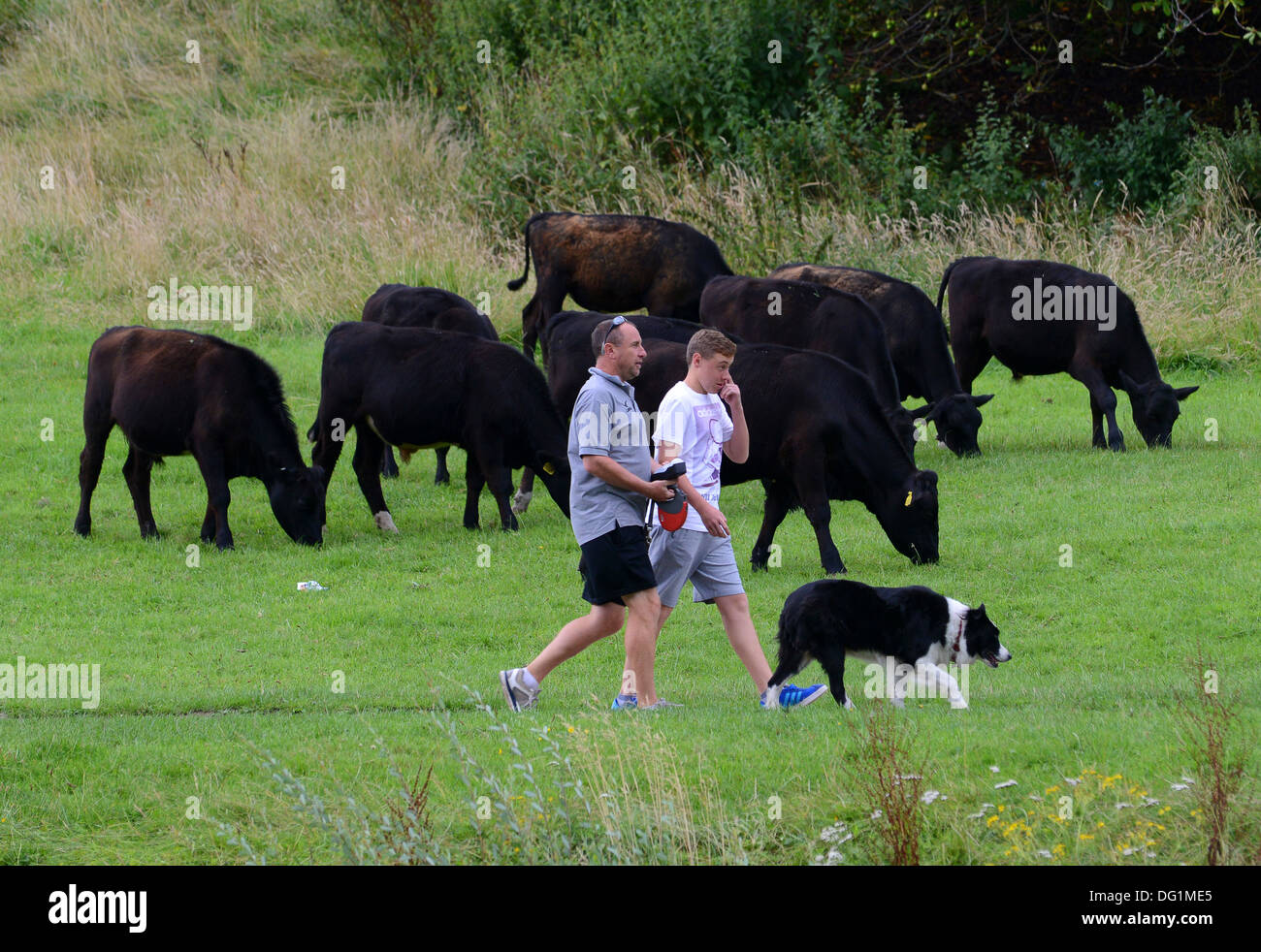 La gente che camminava un cane in un campo con i bovini Foto Stock