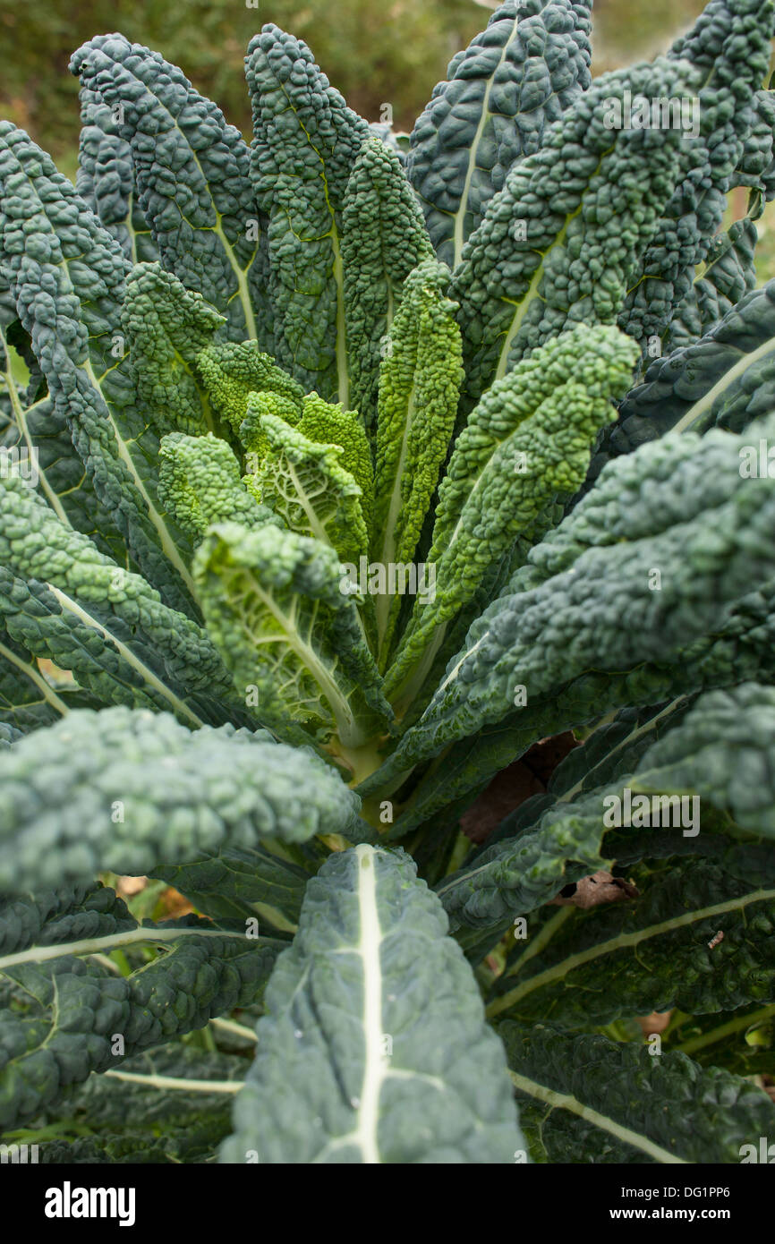 Questa sana dinosaur kale cresce in giardino -- noto anche come cavolo toscano, lacinato kale, cavolo nero, o cavolo nero. Foto Stock