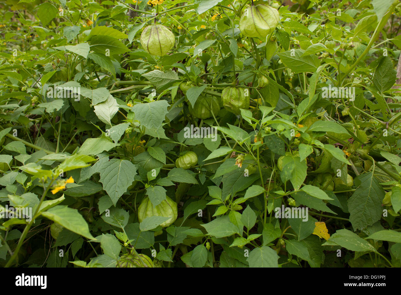 Tomatillos sono ancora fioritura vicino alla fine della stagione di crescita. Foto Stock